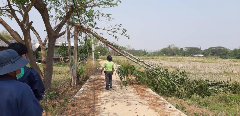 ตัดต้นไม้หักโค่นทับสายไฟฟ้า บ้านแม่พริก หมู่ที่ 5